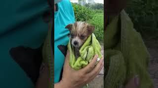 Rescue Stray Puppy in Heavy Rain – Emotional Animal Rescue Story #puppy #rescuedog #animalrescue