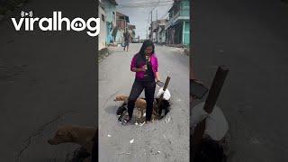 Dog Climbs Out of Pothole || ViralHog