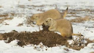 Prairie Dogs: America's Meerkats - 1. Ecology