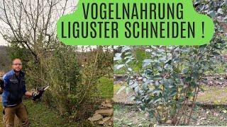 Vogelnährgehölz - Liguster so schneidet ihr Ihn !