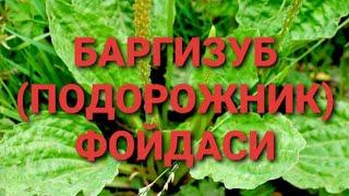 БАРГИЗУБ (ПОДОРОЖНИК) ФОЙДАСИ. Тиббиет олами. Уй шароитида даволаш. Табобат.