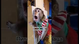 #бибизян #мем #бибизяны #монке #банан #обезьяна #панан #monkey #banana #банан