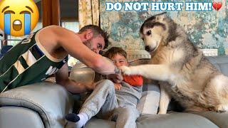 Husky Does Everything She Can To Protect My Baby!! [CUTEST REACTION EVER!!]