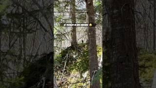 Almost didn’t see it! #grouse #partridge #maine #hideandseek #nature #outdoors #chickenhead #shorts