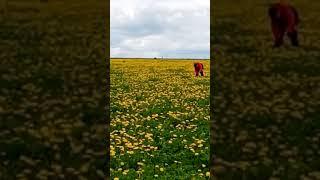 Мы в поле с одуванчиками