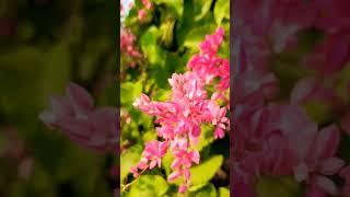 Beautiful flowers// footage of beautiful flower//Ap creations