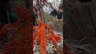 #Seabuckthorn #My hometown has specialties #It's another harvest season #1