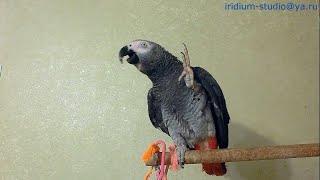 carefully)! - talking parrot!