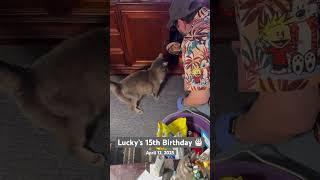 Lucky’s 15th Birthday