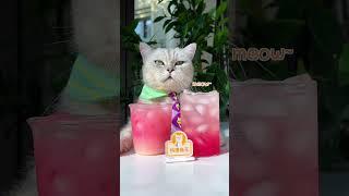 The Best Way To Make Pomegranate Juice! | Chef Cat Cooking #tiktok #Shorts