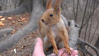 Зарисовка с белками. Весна началась / A sketch with squirrels. Spring has begun