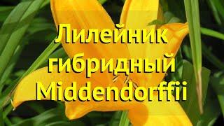 Лилейник гибридный Миддендорфа. Краткий обзор, описание характеристик hemerocallis Lotus position