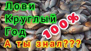 Эта насадка косит рыбу круглый год!!! Рыбалка и зимой и летом! и Карась и Карп и Плотва и Лещ!