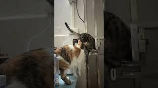 jailbreak cat #funnypets #funnyvideos #funny #cute #petlovers #happy #happycat  #catlover  #cat