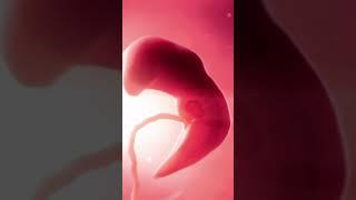 Little Wonder Inside the Womb  |  Early Fetal Development #baby #wonderful #3d #animation