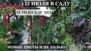 Обзор сада летом 23 июля | Цветущий сад летом | НОВЫЕ ЦВЕТЫ В САДУ | ЛЕТО В САДУ 2021