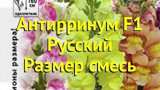 Львиный зев обыкновенная. Краткий обзор, описание характеристик antirrhinum F1 Русский Размер смесь