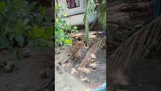 SINKI SEERU | देखिए नारियल के पेड़ से नारियल कैसे तोड़ते हैं | How To Cut Coconut From Coconut Tree
