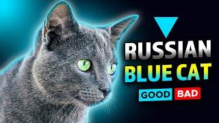 Is the Russian blue cat right breed for you?