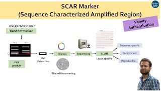 SCAR marker or Sequence Characterized Amplified Region. What and how to design.