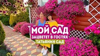 Мой сад.  Зацветет в гостях. Татьянин Сад 2020