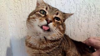 A purring cat. Lizunchik. Asmr. Relax.#respect #funnycat #tiktokvideo #relax .