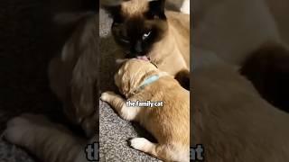 The puppy’s father is a cat #shortvideo #cuteanimals #cat #animals #dog