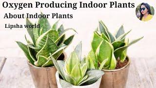 Top 10 Highest Oxygen Producing Indoor Plants  || Lipsha world