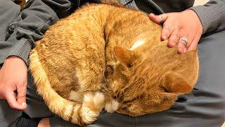 This Cat Was Abandoned At The Shelter Because He Was Too Cuddly