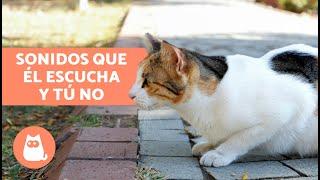 6 SONIDOS que SOLO ESCUCHAN LOS GATOS y los humanos no 