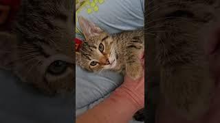 Video of adoptable pet named Rex