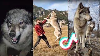 Wolf Dogs Compilation Tiktok 2021  Badass Wolves