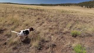 How To Avoid Overheating Your Dog
