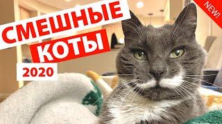 ПРИКОЛЫ С КОТАМИ 2020  Смешные Коты с Озвучкой 2020 Funny Cats