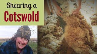 Shearing Our Cotswold Ram