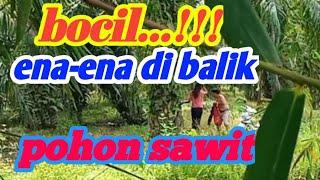 MEREKAM DETIK-DETIK... BOCIL BERKEMBANG BIAK DI BALIK POHON SAWIT ENA-ENA