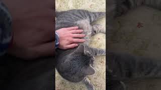 Cat demands petting, request is fulfilled