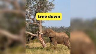 Elephant knocks down a massive tree