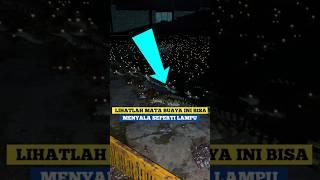 Alasan mata buaya bisa menyala di malam hari. INFOSATWA #shorts