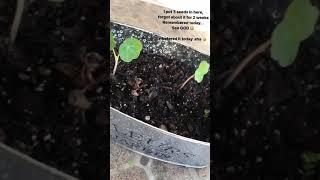 Nasturtium from seed after 2 weeks without water