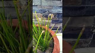 How to Encourage Rain Lily Plant for Seed Pods