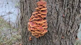 Płomiennica zimowa (Flammulina velutipes)