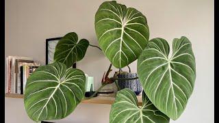 Biggest Philodendron Gloriosum Plant Ever | Best #Exotic Plant For Home  |