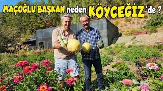 KÖYCEĞİZ'E YERLEŞEN eski belediye başkanı MAÇOĞLU bölgeye enerji getirdi!