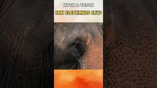 Can Elephants Cry?| The Wanderlust Way