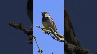 House Sparrows Are Highly Sociable Birds - Bird Sounds #shorts