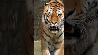 Catwalk #tiger #animals #shorts #catwalk