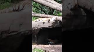 Sandra in Hagenbecks zoo (Sleeping lazy tigers)