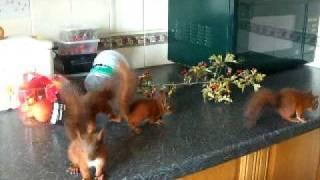 Baby red squirrel kittens explore the kitchen