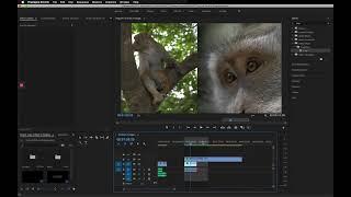 7. Split Screen Effect in Adobe Premiere Pro